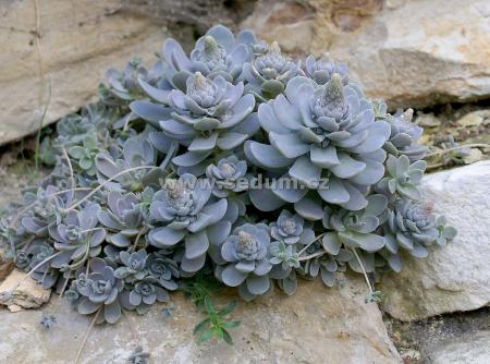 Name:  Orostachys boehmeri_6.jpg
Views: 1734
Size:  34.5 KB