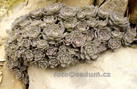 Name:  Orostachys boehmerii 7.jpg
Views: 1657
Size:  35.9 KB