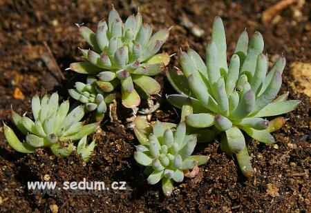 Name:  Orostachys chanetii 1.jpg
Views: 1918
Size:  39.8 KB