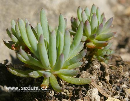 Name:  Orostachys chanetii 2.jpg
Views: 2067
Size:  32.8 KB
