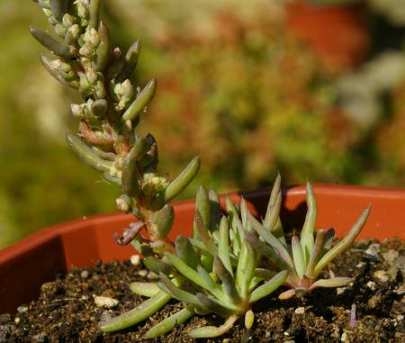 Name:  Orostachys chanetii 5.jpg
Views: 1733
Size:  28.7 KB