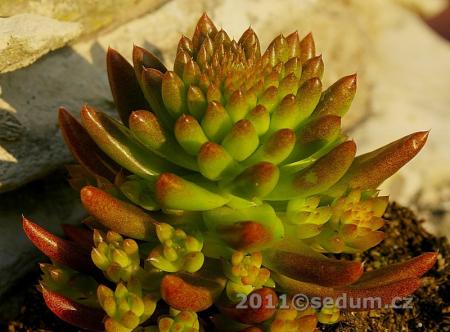 Name:  orostachys japonica-3.jpg
Views: 1394
Size:  28.3 KB