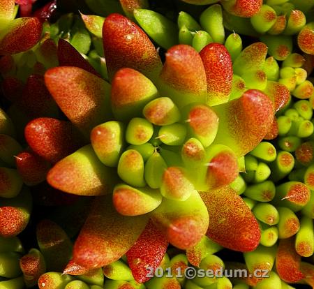 Name:  Orostachys japonica 4.jpg
Views: 1708
Size:  41.5 KB