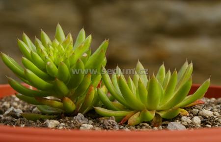 Name:  Orostachys japonica _1.JPG
Views: 1831
Size:  19.4 KB