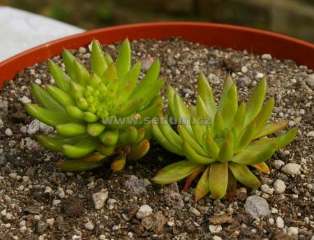 Name:  Orostachys japonica _2.JPG
Views: 1910
Size:  35.8 KB