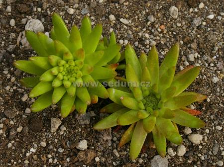 Name:  Orostachys japonica.JPG
Views: 1726
Size:  40.9 KB