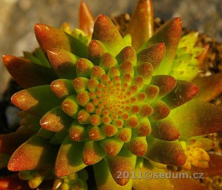 Name:  orostachys japonica_001.jpg
Views: 1749
Size:  31.5 KB