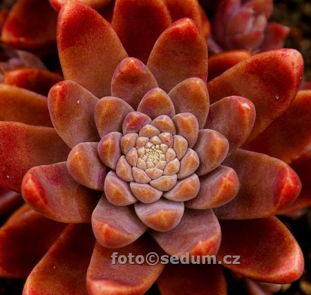 Name:  Orostachys japonica ex Tsushima 1.jpg
Views: 1714
Size:  32.7 KB
