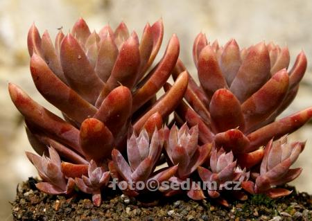 Name:  Orostachys japonica ex Tsushima 2.jpg
Views: 1794
Size:  29.3 KB