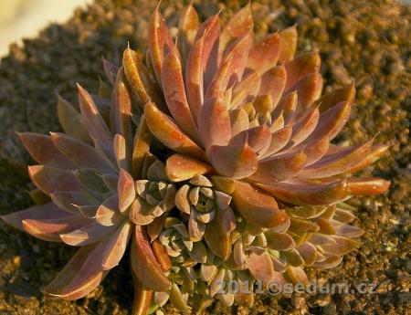 Name:  Orostachys japonica ex Tsushima 7.jpg
Views: 1751
Size:  35.0 KB