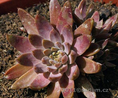 Name:  Orostachys japonica ex Tsushima 8.jpg
Views: 1765
Size:  39.9 KB