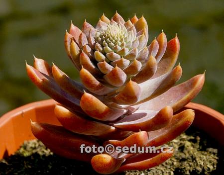 Name:  DSC04174.JPG
Views: 1314
Size:  28.4 KB