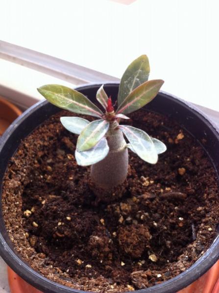 Name:  adenium 1.jpg
Views: 884
Size:  41.9 KB