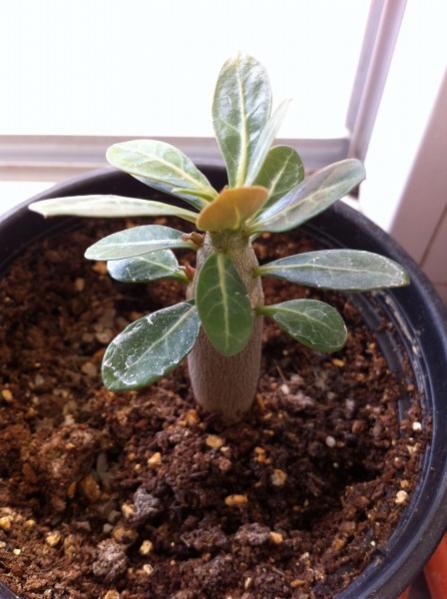 Name:  adenium 3.jpg
Views: 831
Size:  40.9 KB