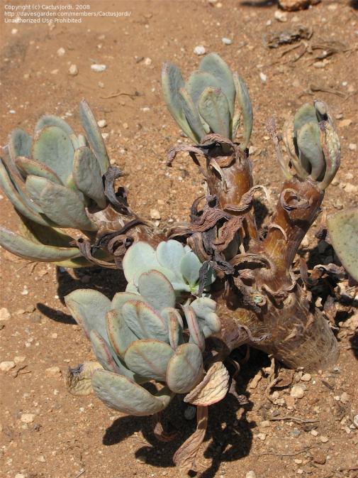 Name:  Full size picture of Cistanthe (iCistanthe guadalupensisi).jpg
Views: 1265
Size:  76.0 KB