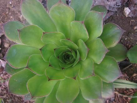 Name:  sempervivum.JPG
Views: 2768
Size:  37.3 KB