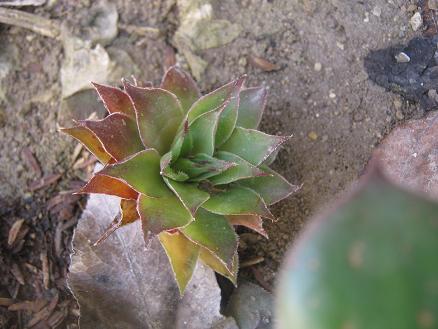 Name:  sempervivum2.JPG
Views: 2596
Size:  42.3 KB