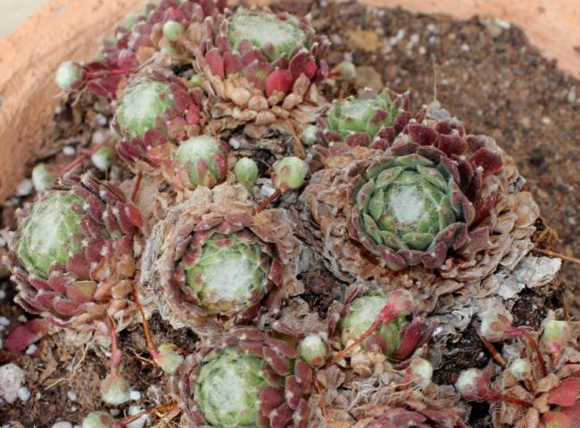 Name:  2012-14-18 sempervivum 2.jpg
Views: 2518
Size:  69.7 KB