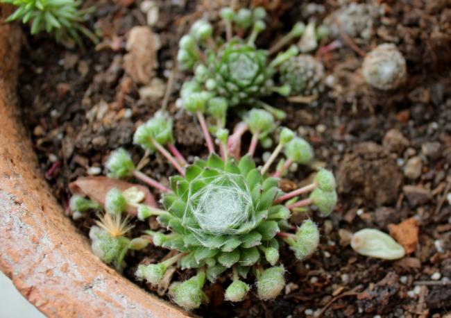 Name:  2012-14-18 sempervivum srgnleri.jpg
Views: 3434
Size:  52.5 KB