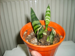 Name:  pasha1.jpg
Views: 13598
Size:  62.5 KB