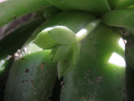 Name:  sempervivum.JPG
Views: 2331
Size:  35.3 KB