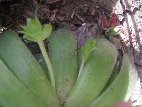 Name:  sempervivum1.JPG
Views: 2389
Size:  48.8 KB