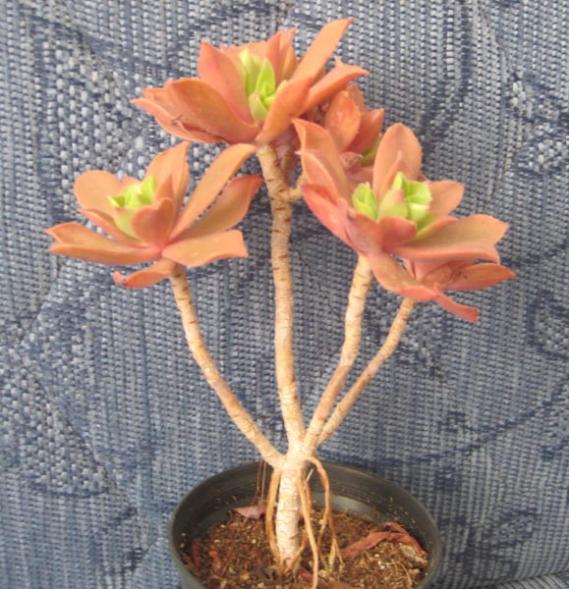 Name:  Aeonium decorum2.jpg
Views: 4299
Size:  66.4 KB