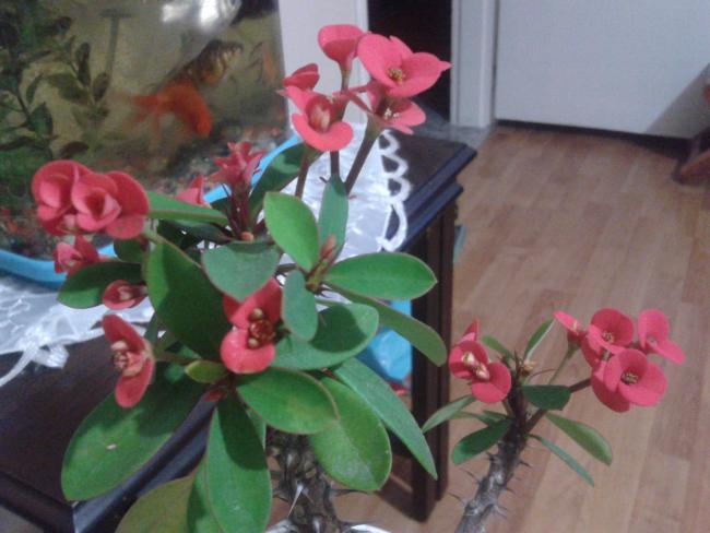 Name:  20120601_025325.jpg
Views: 1789
Size:  40.3 KB