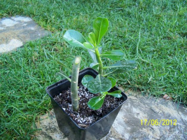 Name:  100_6029.jpg
Views: 1151
Size:  70.8 KB