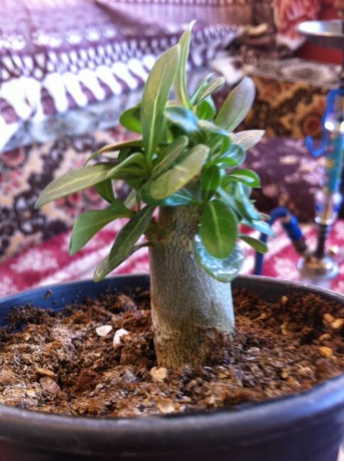 Name:  adenium1.jpg
Views: 1126
Size:  53.6 KB