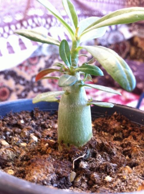 Name:  adenium2.jpg
Views: 1116
Size:  57.1 KB