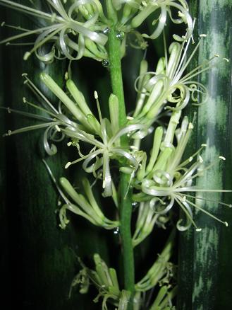 Name:  kl .1.JPG
Views: 2613
Size:  39.6 KB