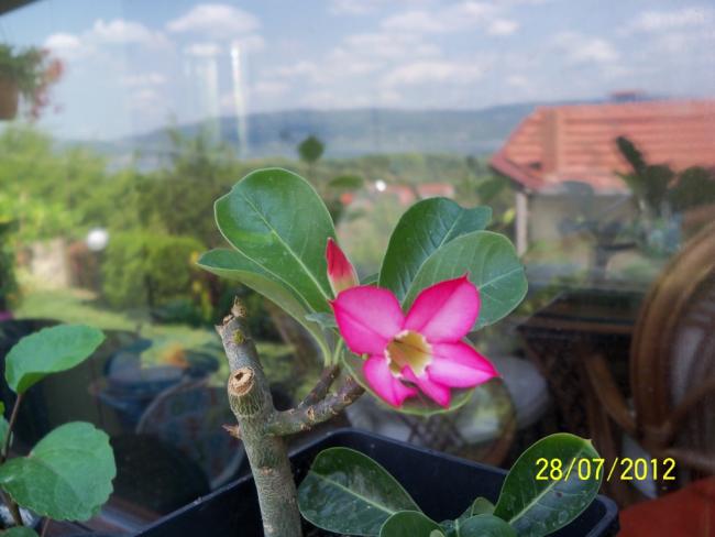 Name:  100_9672.jpg
Views: 879
Size:  36.0 KB