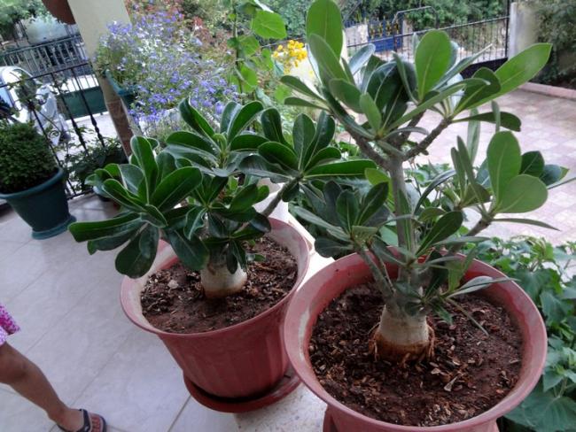 Name:  adenium.jpg
Views: 2403
Size:  67.6 KB