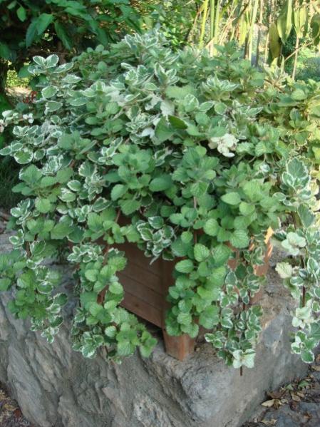 Name:  Swedish ivy.jpg
Views: 6234
Size:  65.7 KB