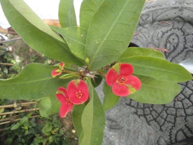 Name:  agaclar1.jpg
Views: 2407
Size:  40.4 KB