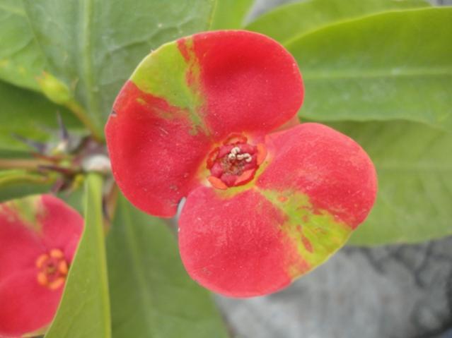 Name:  agaclar3.jpg
Views: 2395
Size:  27.0 KB