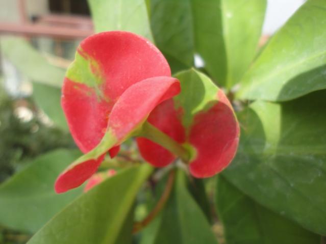 Name:  agaclar4.jpg
Views: 2377
Size:  23.9 KB