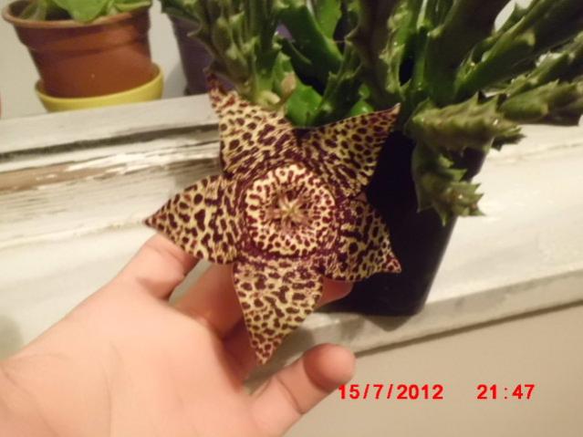 Name:  CIMG2370.jpg
Views: 51133
Size:  37.7 KB