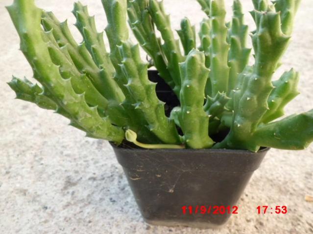 Name:  Resim 061.jpg
Views: 44008
Size:  43.8 KB