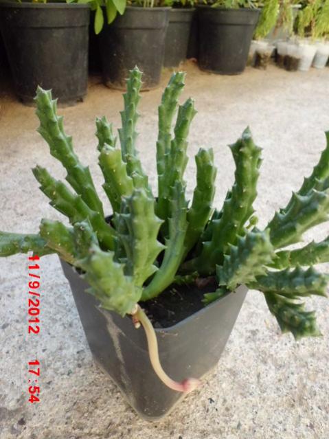 Name:  Resim 062.jpg
Views: 44476
Size:  49.6 KB