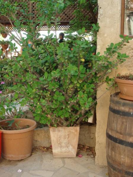 Name:  christ plant.jpg
Views: 3033
Size:  53.5 KB