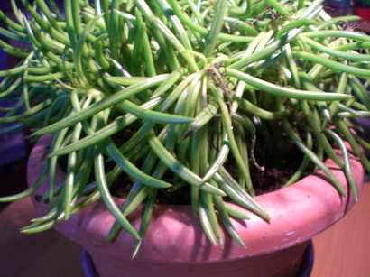 Name:  s. himalaya.jpg
Views: 5161
Size:  65.1 KB