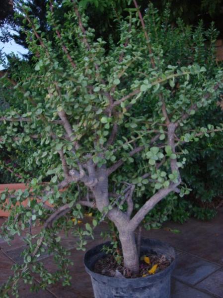Name:  Money plant.jpg
Views: 5612
Size:  53.5 KB