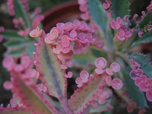 Name:  Kalanchoe 2011.08.09 462 - Kopya.JPG
Views: 3142
Size:  39.7 KB
