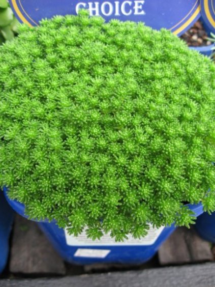 Name:  succulent and bromeliads 030.jpg
Views: 72757
Size:  68.3 KB