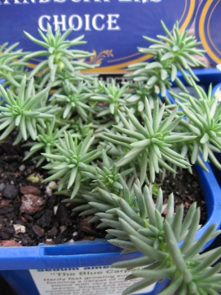 Name:  succulent and bromeliads 031.jpg
Views: 66183
Size:  61.2 KB