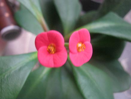 Name:  milii1.JPG
Views: 9842
Size:  27.7 KB