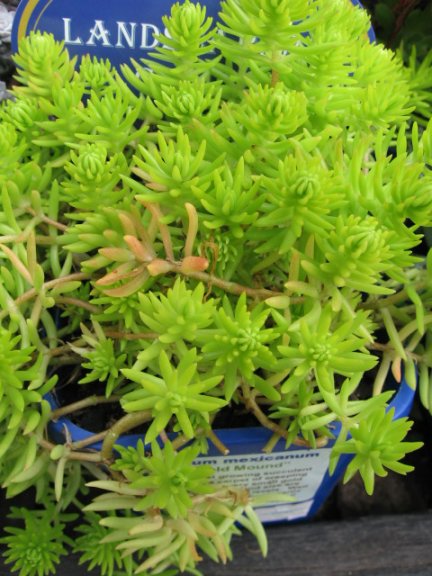 Name:  succulent and bromeliads 032.jpg
Views: 66195
Size:  65.7 KB