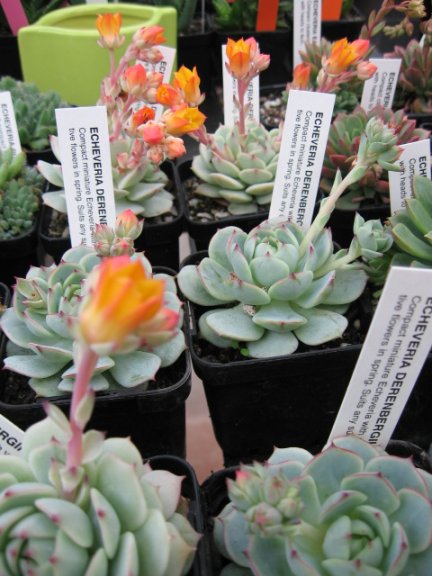 Name:  succulent and bromeliads 014.jpg
Views: 72001
Size:  59.3 KB